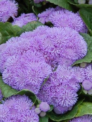 Ageratum 'Aloha Blue'
