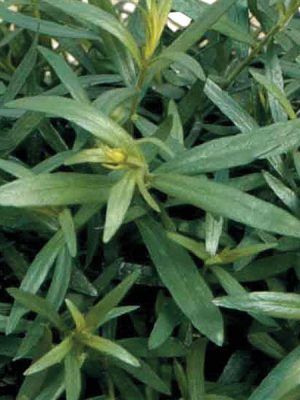 Tarragon, French
