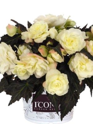 Begonia I'Conia Bacio White