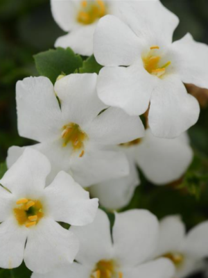Bacopa 'MegaCopa™ White'