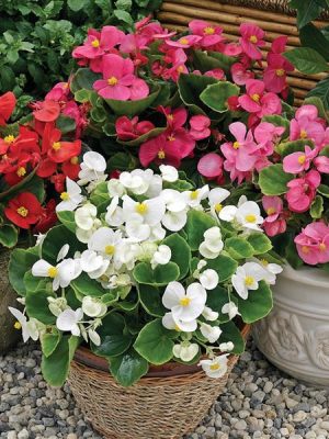 Begonia Bada Bing Mix
