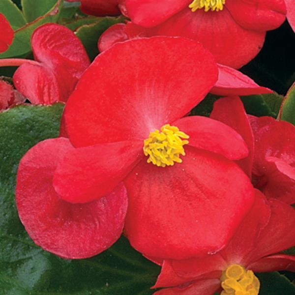 Begonia Bada Bing Scarlet