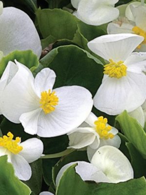 Begonia Bada Bing White