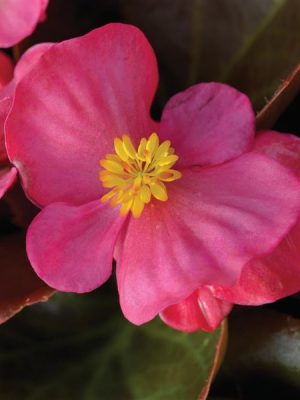 Begonia Bada Boom Rose