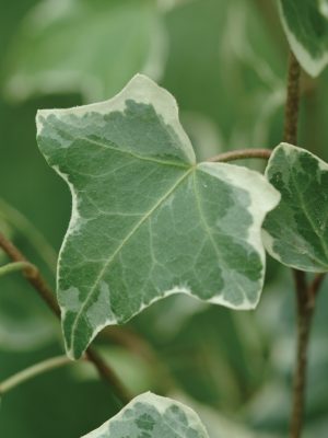 Baltic Ivy 'Glacier'