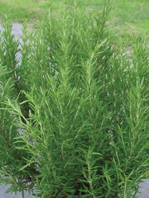 Rosemary 'Barbecue'