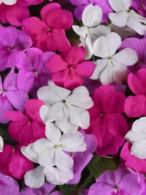 Impatiens Beacon® 'Chicago Mixture'