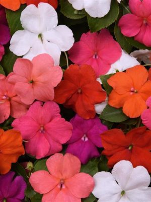 Impatiens Beacon® 'Formula Mix'