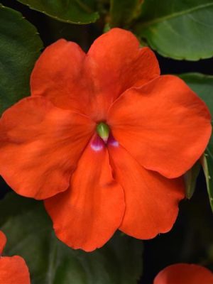 Impatiens Beacon® 'Orange'