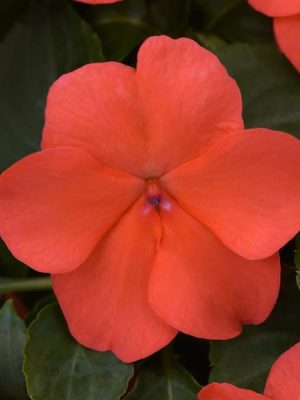 Impatiens Beacon® 'Salmon'