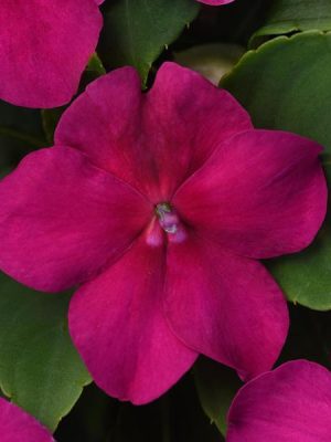 Impatiens Beacon® 'Violet Shades'
