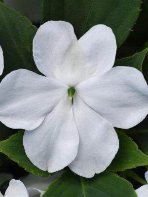 Impatiens Beacon® 'White'