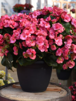 Begonia Solenia Dusty Rose
