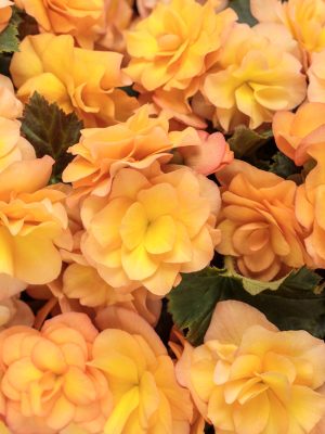 Begonia Solenia Apricot