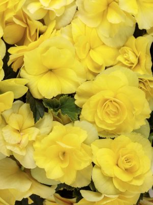 Begonia Solenia Yellow