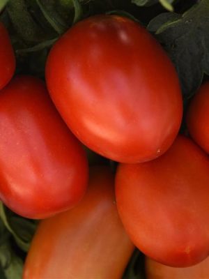 Tomato 'Bellatrix'