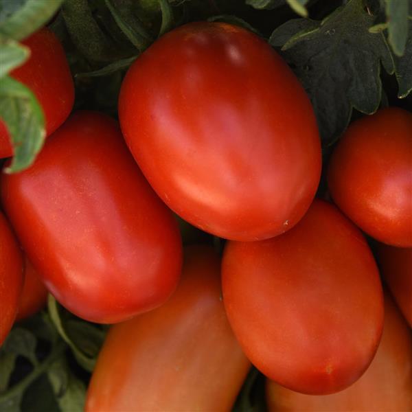 Tomato 'Bellatrix'