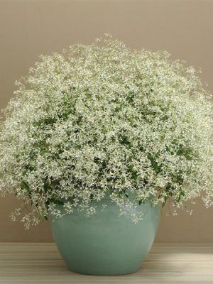 Euphorbia Breathless White