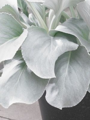 Angel Wings (Senecio)