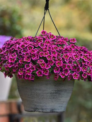 Calibrachoa Cabaret® Good Night Kiss
