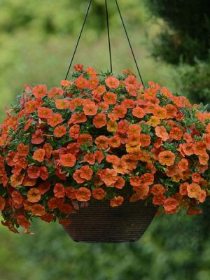 Calibrachoa Cabaret® Orange