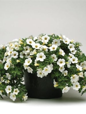 Calibrachoa Cabaret® White