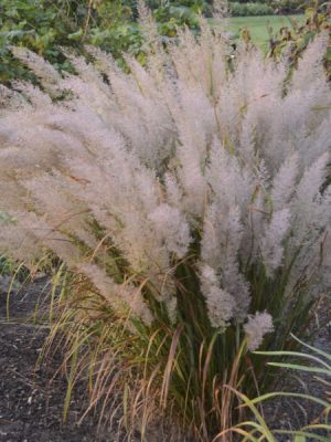 Korean Feather Grass