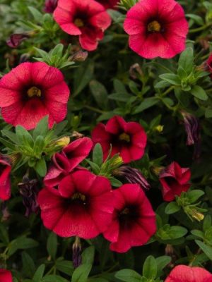 Calibrachoa Bloomtastic Chili Pepper
