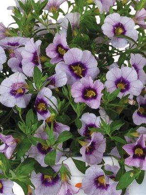 Calibrachoa Bloomtastic Serenity