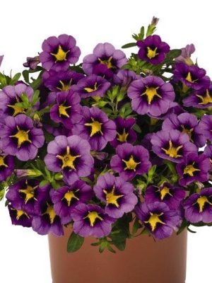 Calibrachoa TikTok Blue