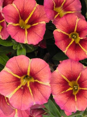 Calibrachoa TikTok Orange