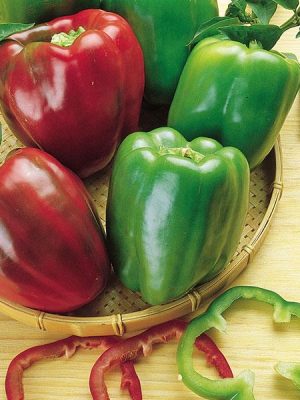 Pepper 'California Wonder'