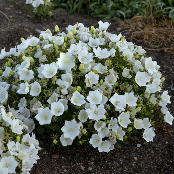 Bellflower 'Rapido White'