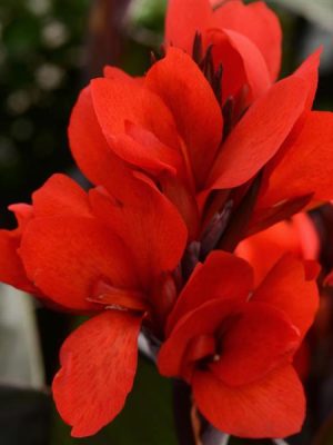 Canna 'Cannova Bronze Scarlet'