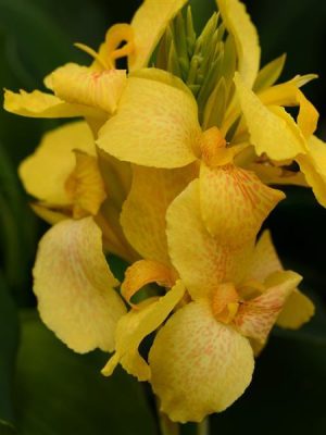 Cannova® Yellow Canna