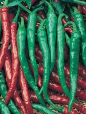Pepper 'Cayenne Long Thin'