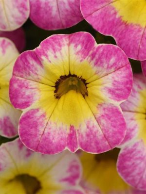 Calibrachoa Cha-Cha™ Diva Hot Pink