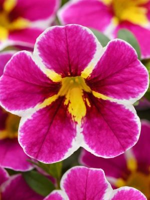 Calibrachoa Cha-Cha™ Electric Pink