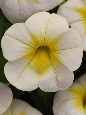 Calibrachoa Cha-Cha™ Frosty Lemon