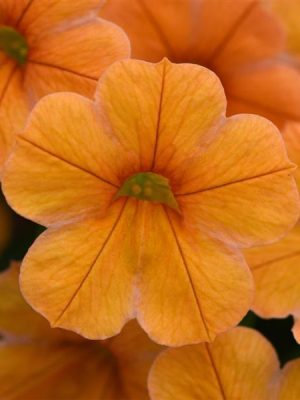 Calibrachoa Cha-Cha™ Tangerine
