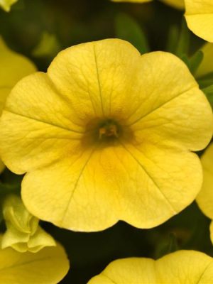 Calibrachoa Cha-Cha™ Yellow