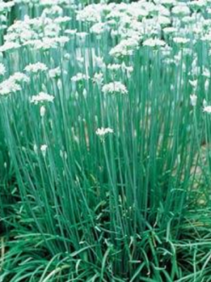 Chives Garlic