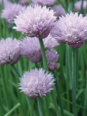 Chives Onion