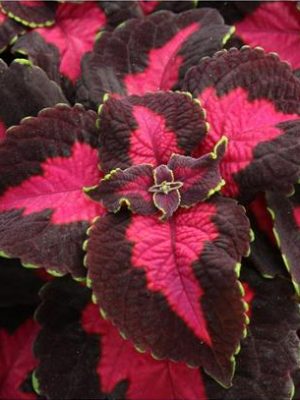 Coleus Stained Glassworks 'Flashbulb'