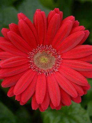 Gerbera ColorBloom™ 'Deep Rose with Light Eye'