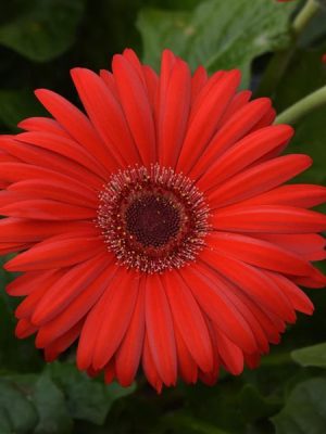 Gerbera ColorBloom™ 'Red with Dark Eye'