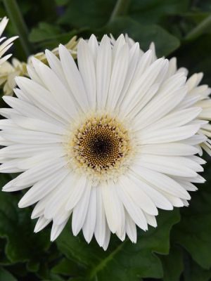 Gerbera ColorBloom™ 'White with Dark Eye'