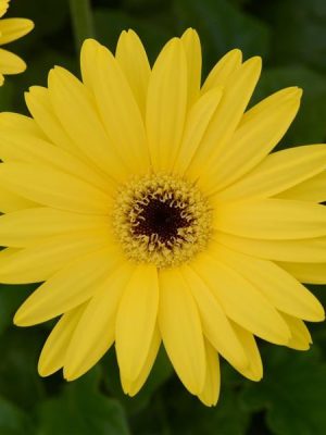Gerbera ColorBloom™ 'Yellow with Dark Eye'