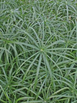Grass Cyperus 'Baby Tut'