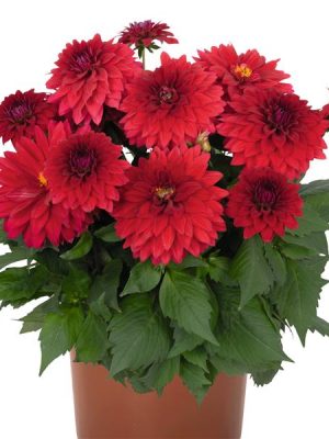 Dahlia Hypnotica 'Red Velvet'